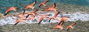 Flock of Flamingos over Mexican salt pan